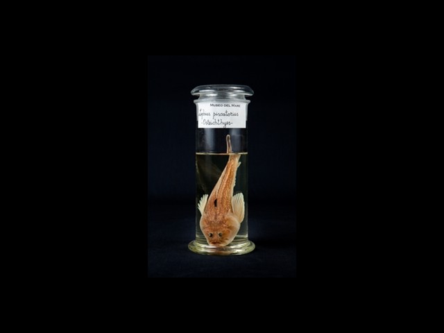 Collezione biologia marina 2