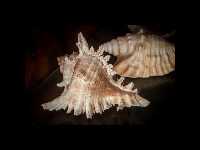 Collezione di conchiglie